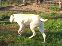 cane corso white